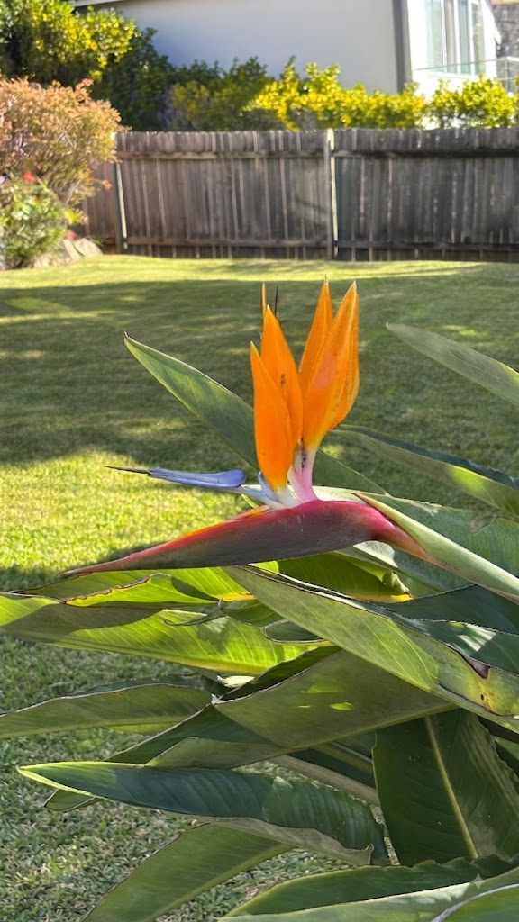 Bird of paradise in flower beside a maintained backyard lawn